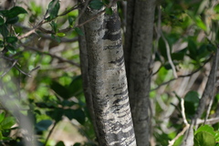 Capparis odoratissima