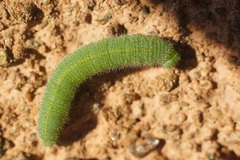 Pieris rapae