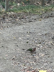 Chalcophaps longirostris