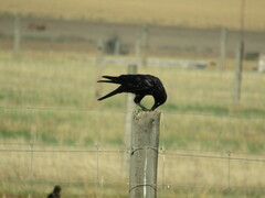Corvus mellori