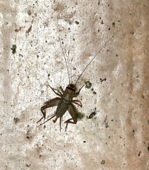 Gryllodes sigillatus