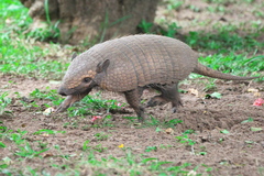 Euphractus sexcinctus