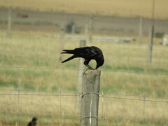 Corvus mellori