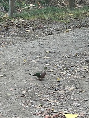 Chalcophaps longirostris