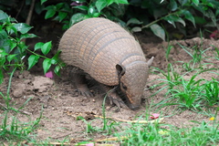 Euphractus sexcinctus