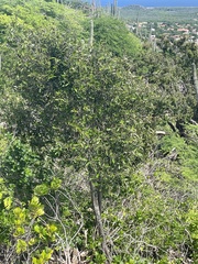 Capparis odoratissima