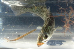 Cynoscion nebulosus