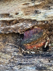 Ganoderma sessile