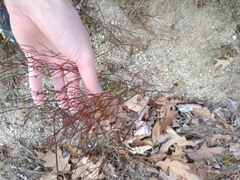 Hypericum gentianoides