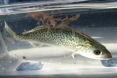 Cynoscion nebulosus