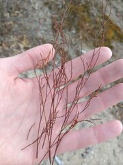 Hypericum gentianoides