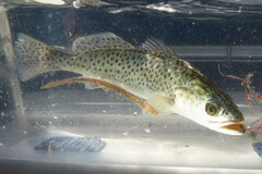 Cynoscion nebulosus