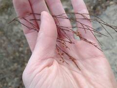 Hypericum gentianoides