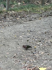 Chalcophaps longirostris