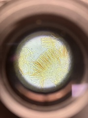 Orbilia xanthostigma