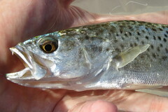 Cynoscion nebulosus