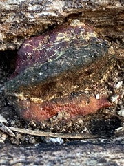 Ganoderma sessile