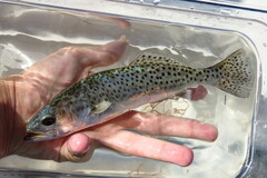 Cynoscion nebulosus