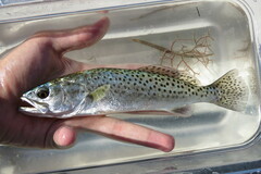 Cynoscion nebulosus