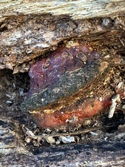 Ganoderma sessile