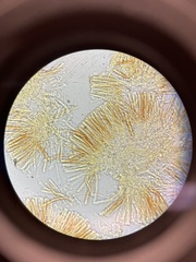 Orbilia xanthostigma