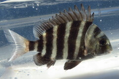 Archosargus probatocephalus