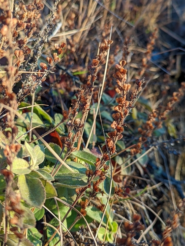 Ljekovita čestoslavica (Veronica officinalis)