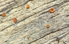 Orbilia xanthostigma