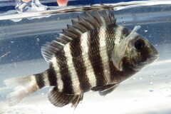 Archosargus probatocephalus