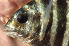 Archosargus probatocephalus