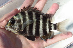 Archosargus probatocephalus