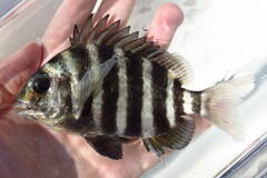 Archosargus probatocephalus