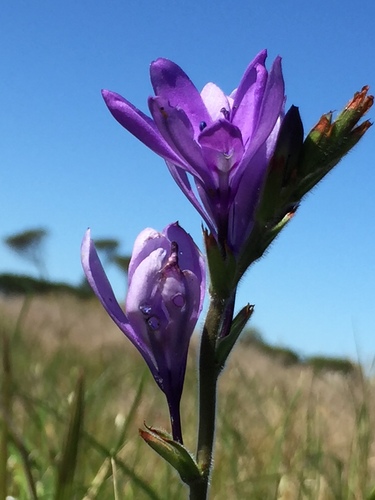 Babiana nervosa