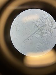 Orbilia xanthostigma