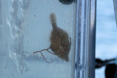 Monacanthus ciliatus