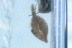 Monacanthus ciliatus