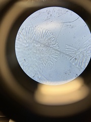 Orbilia xanthostigma