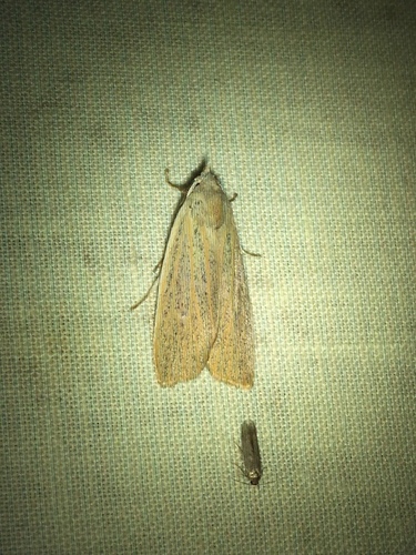 Pale Palpidia