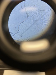 Orbilia xanthostigma