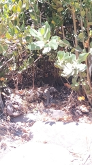 Callopistes maculatus