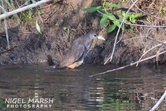 Amaurornis moluccana