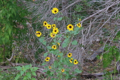 Helianthus debilis