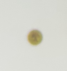 Miozoa