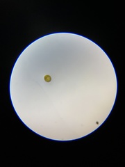 Miozoa