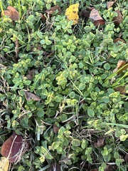 Parietaria floridana