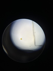 Miozoa