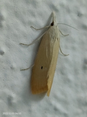 Scirpophaga incertulas