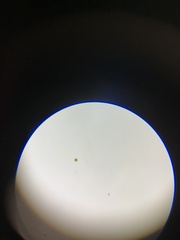 Miozoa