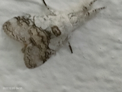 Calliteara horsfieldii