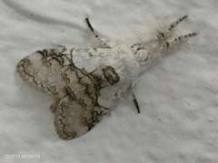 Calliteara horsfieldii